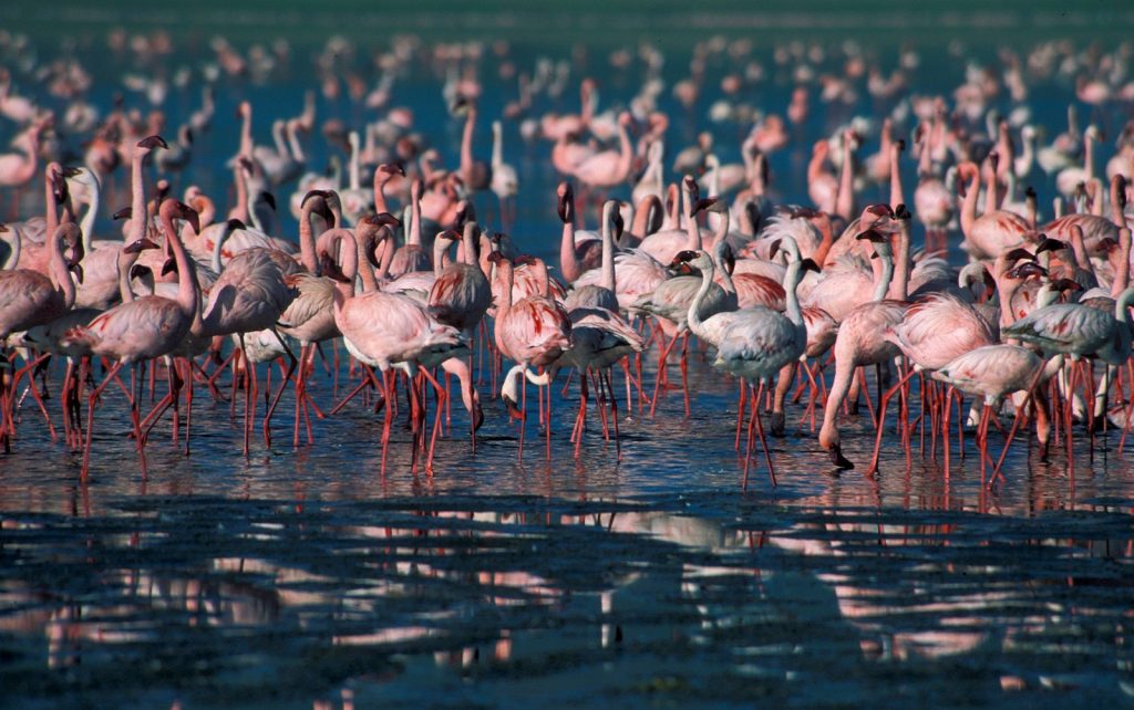 Is lake Nakuru national park worth visiting on Kenya wildlife safari